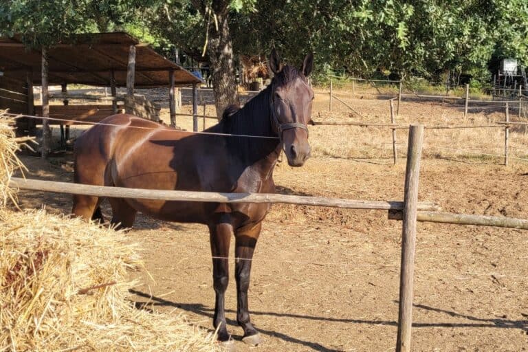 cavallo passioni di maremma suvereto