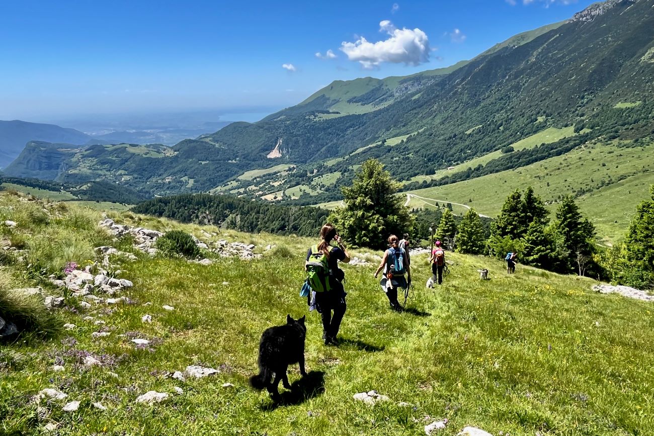 Gruppo in escursione di dog trekking in Val di Cecina, Toscana. Istruttrice cinofila e partecipanti camminano con i cani tra le colline e la macchia mediterranea.